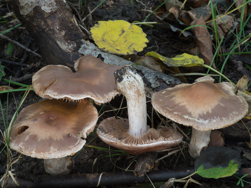 Cortinarius lucorum